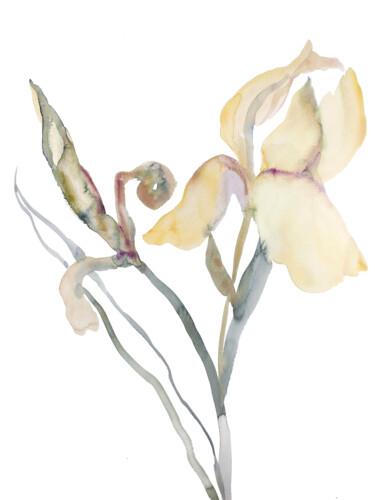 绘画 标题为“Iris No. 180” 由Elizabeth Becker, 原创艺术品, 水彩