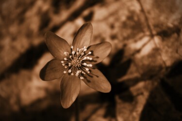 Photography titled "fiore sulla roccia" by Lorenzo Corti, Original Artwork, Digital Photography