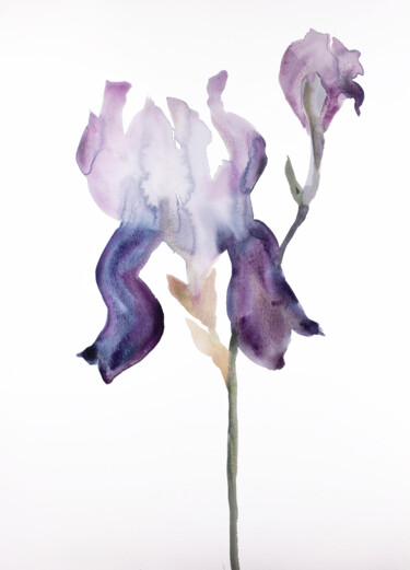 Iris No. 175 绘画 标题为“Iris No. 175” 由Elizabeth Becker, 原创艺术品, 水彩