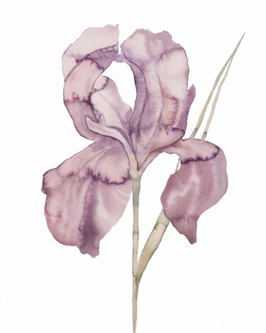 Iris No. 172 绘画 标题为“Iris No. 172” 由Elizabeth Becker, 原创艺术品, 水彩