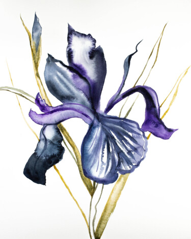 Iris No. 101 绘画 标题为“Iris No. 101” 由Elizabeth Becker, 原创艺术品, 水彩