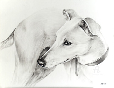 Portrait of Greyhound in dry brush technique Painting titled "Portrait of Greyhou…" by Olga Tsvetkova, Original Artwork, Oil