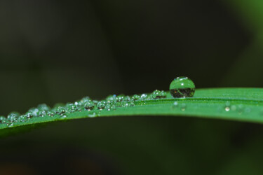 제목이 "drops on the grass"인 사진 Boris Belkania로, 원작, 디지털