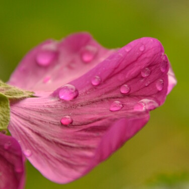 Fotografia zatytułowany „Rosée” autorstwa Alice Pauzié, Oryginalna praca, Fotografia cyfrowa