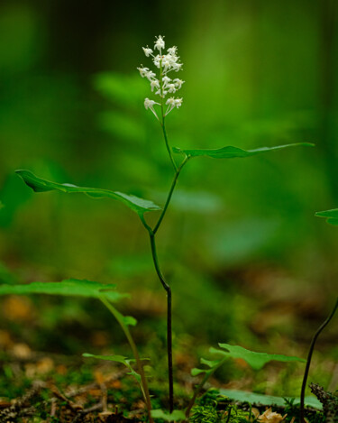 제목이 "flower in the forest"인 사진 Boris Belkania로, 원작, 디지털