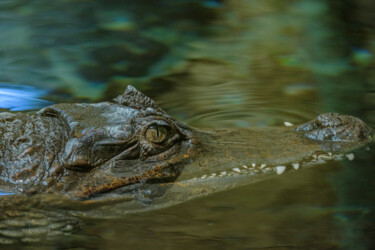 Fotografie getiteld "crocodile" door Boris Belkania, Origineel Kunstwerk, Digitale fotografie