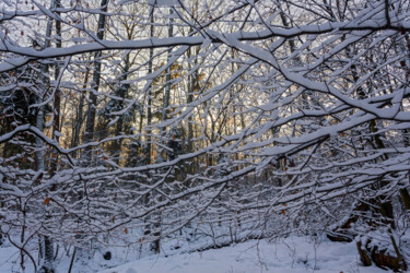 Photography titled "In the Winter Fores…" by Jarek Rufer, Original Artwork, Non Manipulated Photography