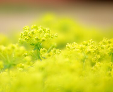 제목이 "Flowers yelow"인 사진 Boris Belkania로, 원작, 디지털