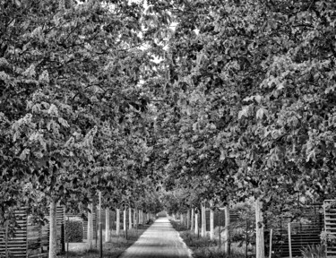 Photography titled "Die Kastanienallee" by Leopold Brix, Original Artwork, Digital Photography