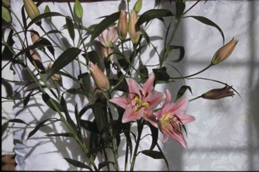 Photographie intitulée "Lys Kerodou" par Odile, Œuvre d'art originale
