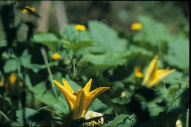 Photographie intitulée "Fleur de courge" par Odile, Œuvre d'art originale