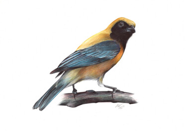 Burnished-buff Tanager (Realistic Ballpoint Pen Drawing) Σχέδιο με τίτλο "Burnished-buff Tana…" από Daria Maier, Αυθεντικά έργα τέχνης, Στυλό