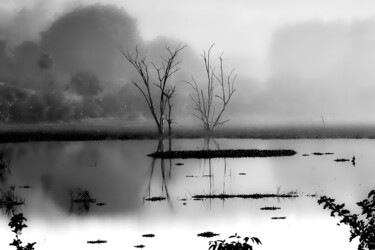 제목이 "Dry trees"인 사진 Sergio Assis로, 원작, 조작되지 않은 사진
