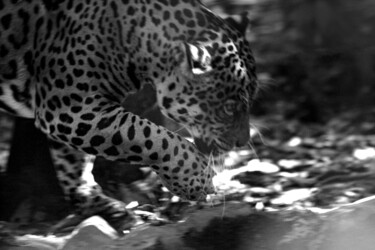 제목이 "Jaguar lll"인 사진 Sergio Assis로, 원작, 조작되지 않은 사진