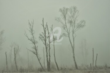Photographie intitulée "Les arbres de la ré…" par Virginie Dartois, Œuvre d'art originale, Photographie numérique
