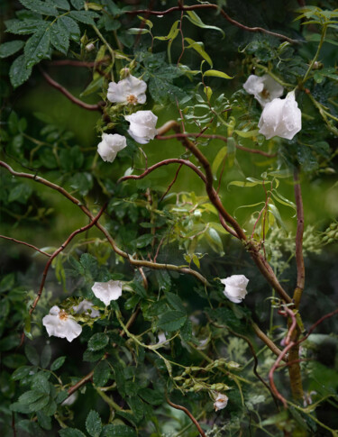 Окно в цветущий сад. Fenêtre sur un jardin fleuri Fotografie getiteld "Окно в цветущий сад…" door Irina Dotter, Origineel Kunstwerk, Gemanipuleerde fotografie
