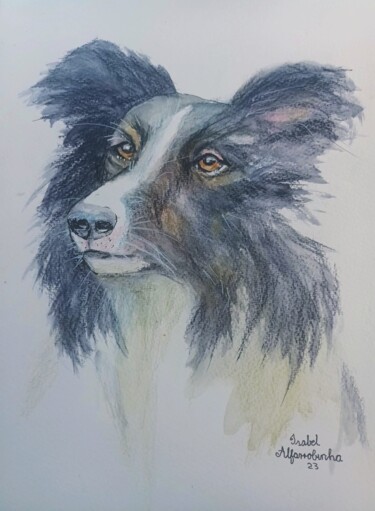 Pintura intitulada "Border Collie" por Isabel Alfarrobinha, Obras de arte originais, Aquarela