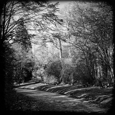 Der Spazierweg Fotografia intitolato "Der Spazierweg" da Leopold Brix, Opera d'arte originale, Fotografia digitale