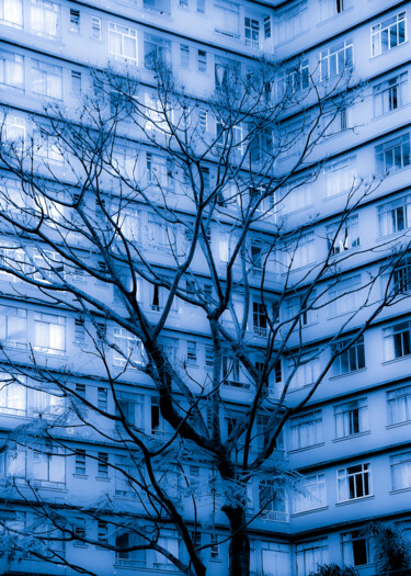 摄影 标题为“Dry tree in the city” 由Sergio Assis, 原创艺术品, 非操纵摄影