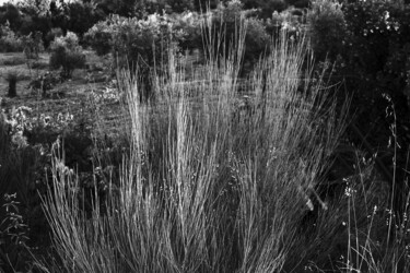 Wild tall grasses in the field Fotografía titulada "Wild tall grasses i…" por Fatima Fernandes, Obra de arte original, Fotografía digital