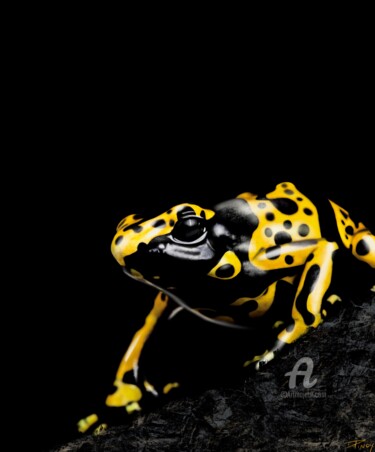 数字艺术 标题为“Dendrobate leucomel…” 由Opinoy, 原创艺术品, 数字油画