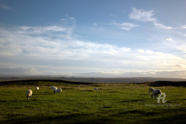 Sheep grazing - Once Brewed - England 摄影 标题为“Sheep grazing - Onc…” 由Scott Gregory Banner, 原创艺术品, 数码摄影