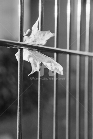 Photography titled "Sans titre" by Vanessa Baegne, Original Artwork, Non Manipulated Photography