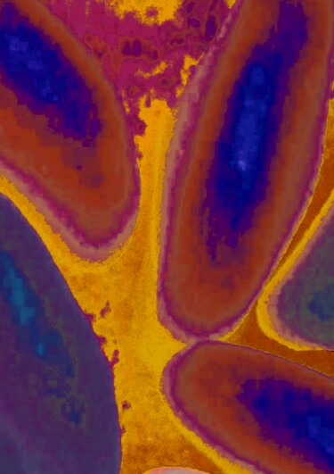 Printmaking titled "Paprika I" by Marietta Hollensteiner, Original Artwork, Digital Print