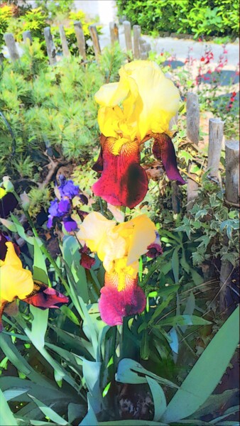 Photographie intitulée "La fleur irrésistib…" par Emma Laflute, Œuvre d'art originale, Photographie numérique