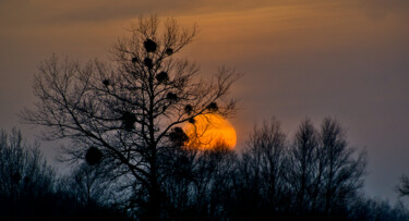 Photographie intitulée "Soleil à l'ombre" par Stephanie Vanhullebus, Œuvre d'art originale, Photographie numérique