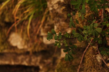 Photography titled "pianta sulla roccia" by Lorenzo Corti, Original Artwork, Digital Photography