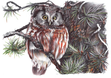 Boreal Owl II (Realistic Ballpoint Pen Bird Portrait) 图画 标题为“Boreal Owl II (Real…” 由Daria Maier, 原创艺术品, 圆珠笔