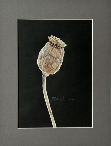 Painting titled "Dry box of poppy se…" by Julia Birst, Original Artwork, Watercolor