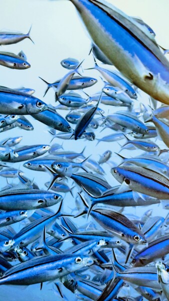 Photographie intitulée "Le banc de poissons" par Emma Laflute, Œuvre d'art originale, Photographie numérique