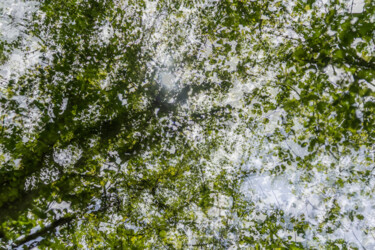 Photography titled "Nature Divine" by Nicolas Bernié, Original Artwork, Non Manipulated Photography