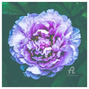 Photographie intitulée "Jellyfish peony." par Nicolas-Monk.Gd, Œuvre d'art originale, Photographie numérique