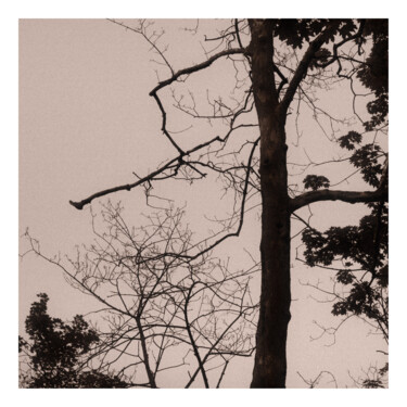 Photography titled "Old Tree" by Zheka Khalétsky, Original Artwork, Non Manipulated Photography