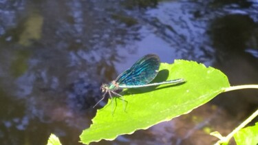 Photography titled "demoiselle" by Franck Werner, Original Artwork, Non Manipulated Photography