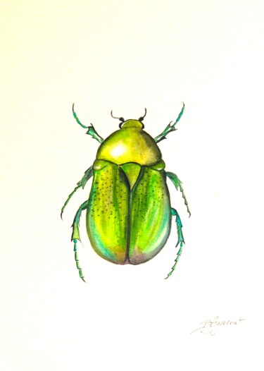 cétoine dorée- insecte- aquarelle originale Peinture intitulée "cétoine dorée- inse…" par Patricia Giroldini Hyvernat, Œuvre d'art originale, Aquarelle