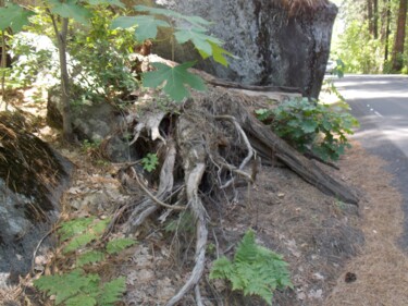 Photography titled "A Den in the Roots" by Troy Wilson-Ripsom, Original Artwork, Digital Photography