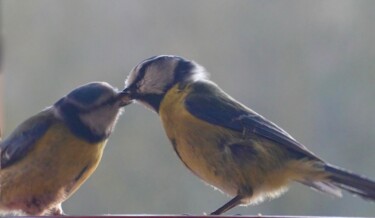 Bluetits in love, photography Photographie intitulée "Bluetits in love, p…" par Liza Peninon, Œuvre d'art originale, Photographie non manipulée
