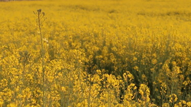 Fields of gold, photography Photographie intitulée "Fields of gold, pho…" par Liza Peninon, Œuvre d'art originale, Photographie non manipulée