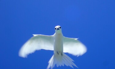 Photographie intitulée "Gygis blanche" par François Carage, Œuvre d'art originale, Photographie non manipulée