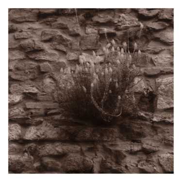 Photography titled "Reseda Alba" by Zheka Khalétsky, Original Artwork, Non Manipulated Photography