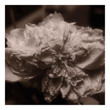 Photography titled "Paeonia Suffruticosa" by Zheka Khalétsky, Original Artwork, Non Manipulated Photography