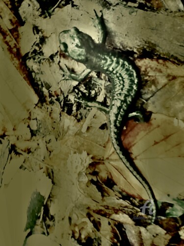 Photographie intitulée "SALAMANDRE" par Solune, Œuvre d'art originale, Photographie numérique