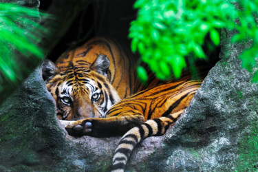 摄影 标题为“Tiger” 由Sergio Assis, 原创艺术品, 数码摄影