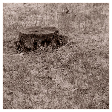 摄影 标题为“Stump and Stubble” 由Zheka Khalétsky, 原创艺术品, 非操纵摄影