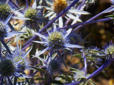 Photography titled "Blue Beauty" by Troy Wilson-Ripsom, Original Artwork, Digital Photography