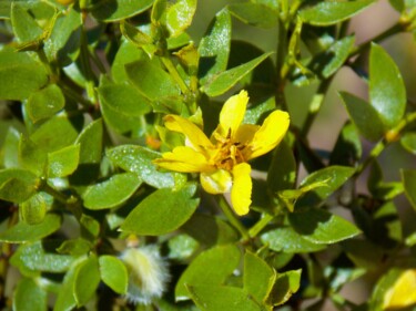 Photography titled "Desert Wildflower" by Troy Wilson-Ripsom, Original Artwork, Digital Photography